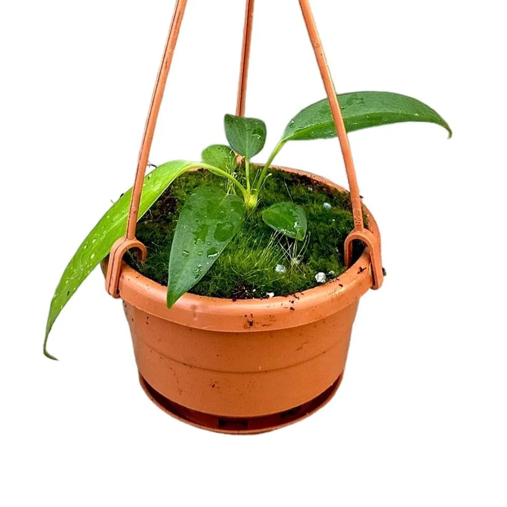 15 cm  Anthurium Wendlingeri Hanging Pot House Plant 10,5 cm Pot