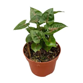 15 cm  Syngonium Christmas House Plant 10,5 cm Pot