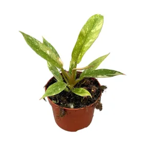 25 cm  Philodendron Ring Of Fire House Plant 10,5 cm Pot