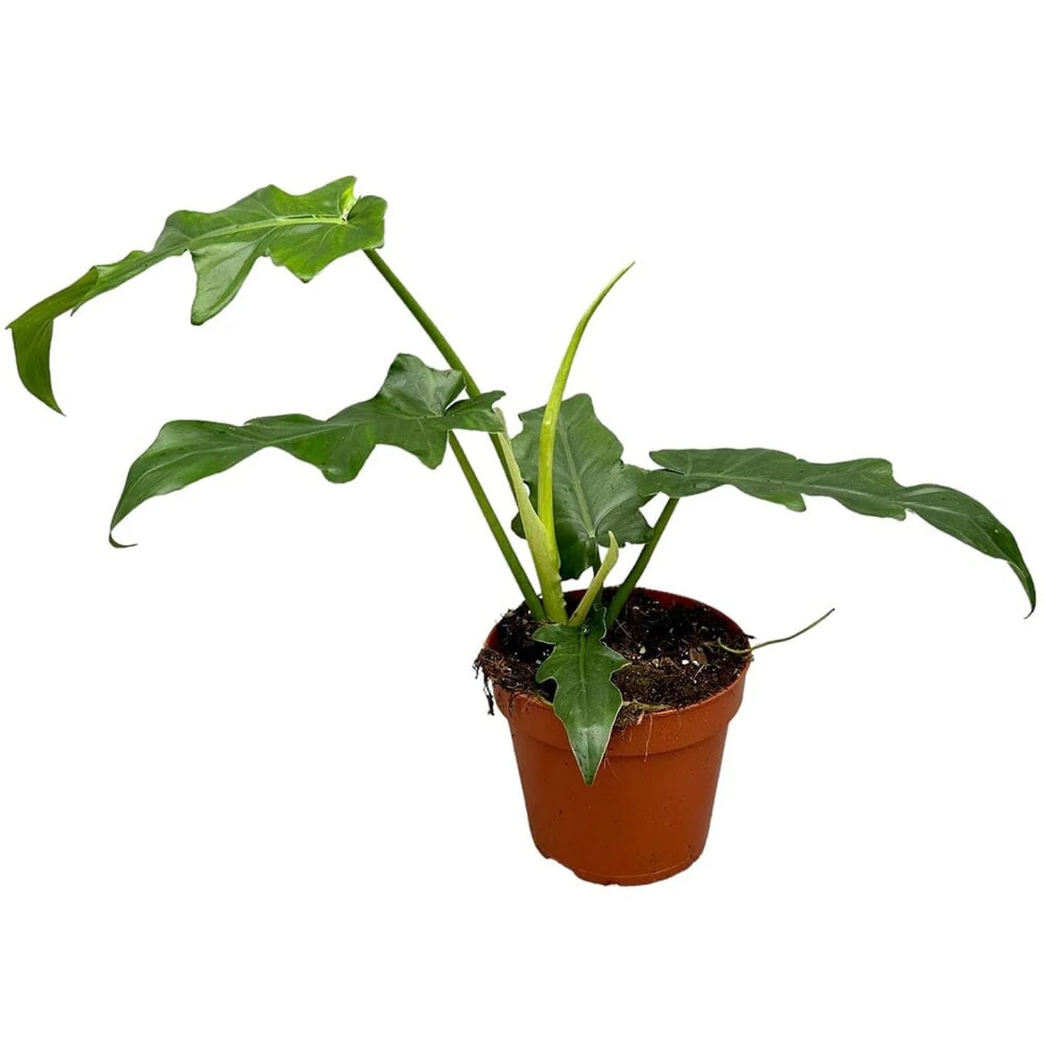 30 cm  Philodendron Bob Cee House Plant 17 cm Pot