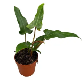 30 cm  Philodendron Mexicanum House Plant 17 cm Pot