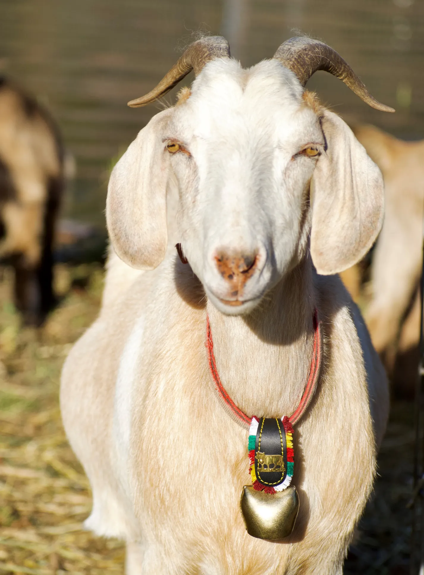 Swiss Cowbells: Treicheln All