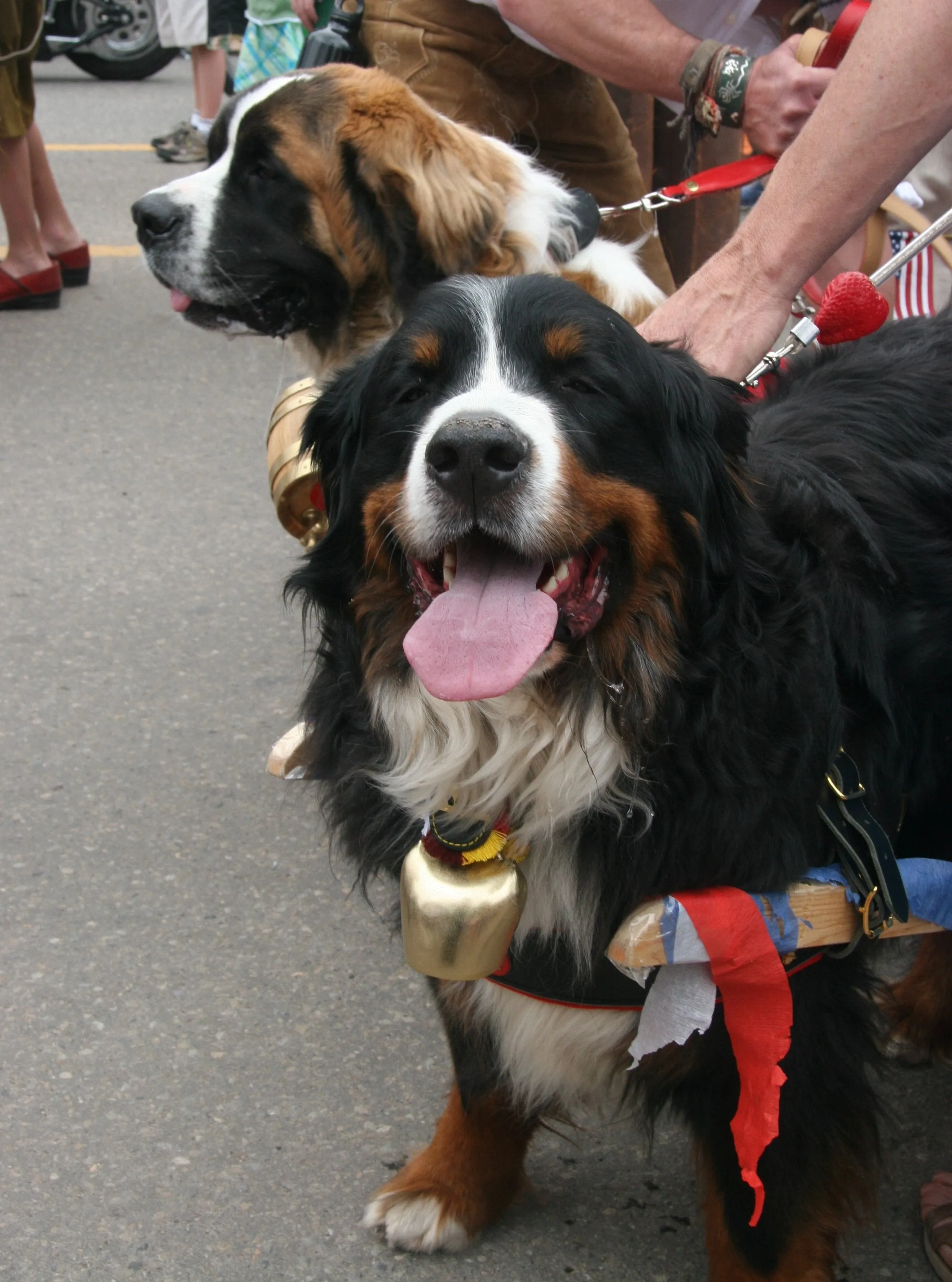 Swiss Cowbells: Treicheln All